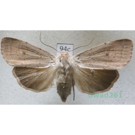 Xestia castanea (Esper, 1798) Czech94c